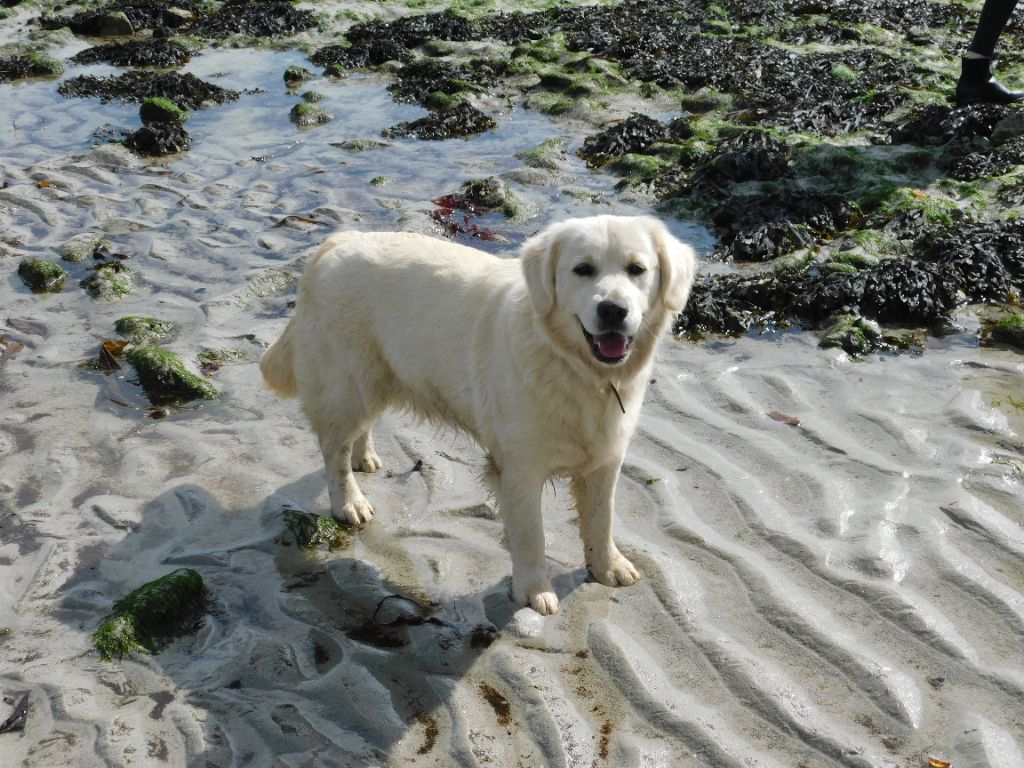 Les Golden Retriever de l'affixe De Rod Avel