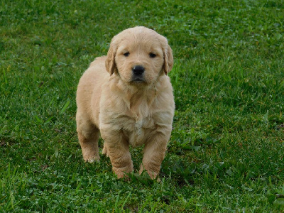 De Rod Avel - Golden Retriever - Portée née le 28/11/2024