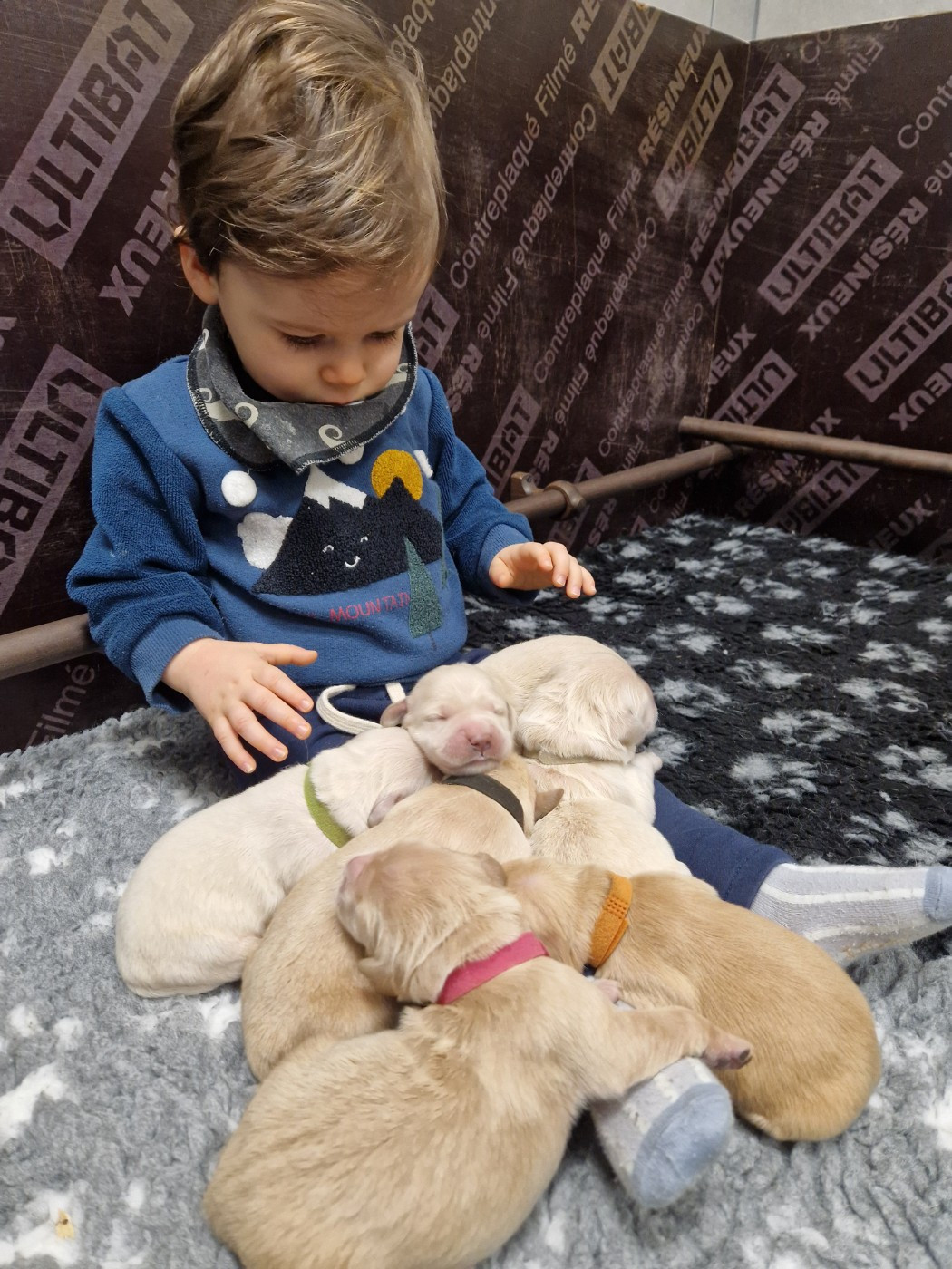 1 femelle disponible sur notre récente portée du 17/11/2025