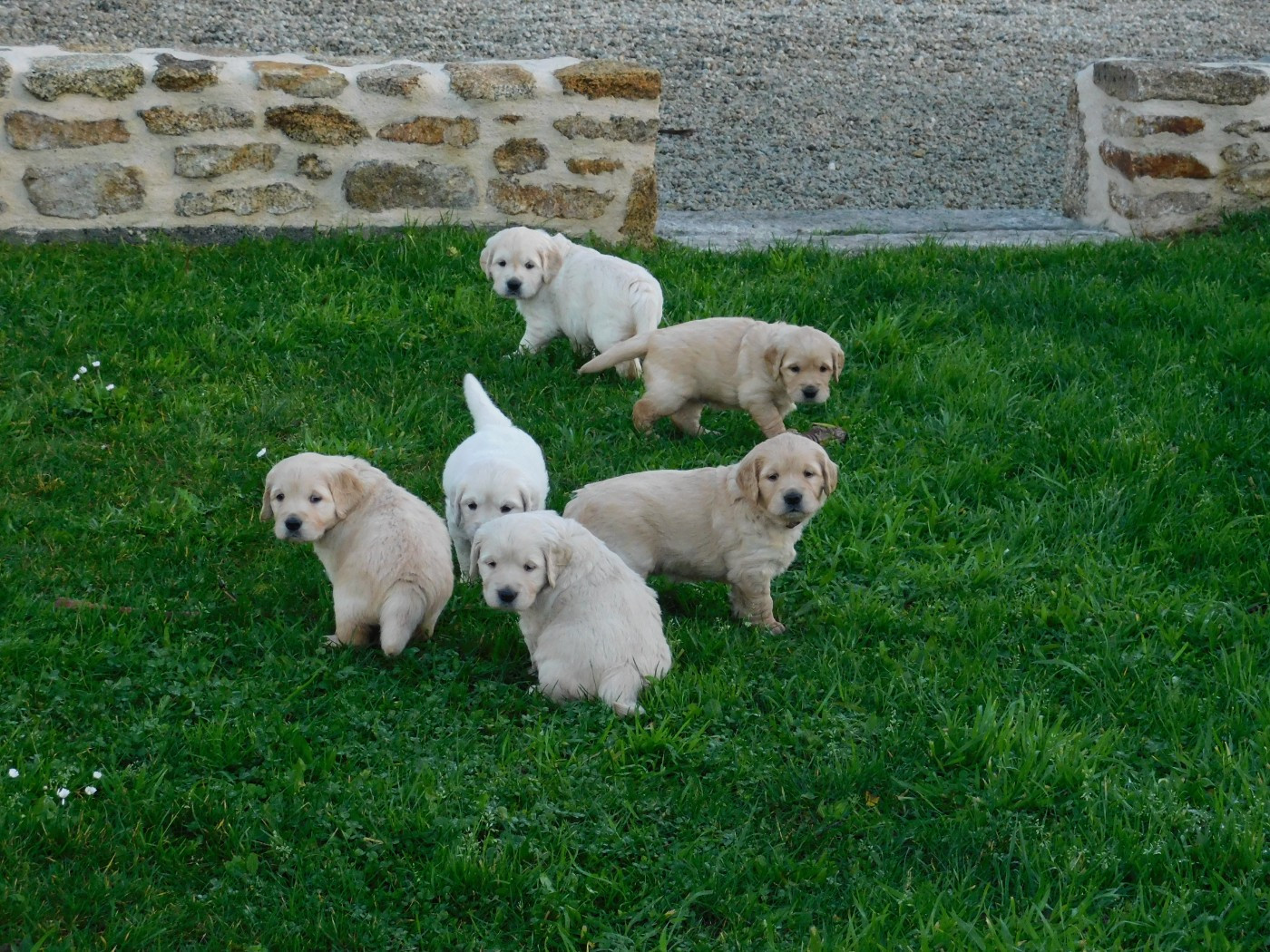 1 femelle disponible sur notre récente portée du 17/11/2025