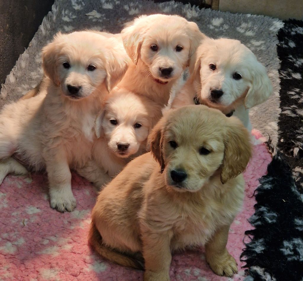 6 bébés Goldens sont nés fin 2024 !