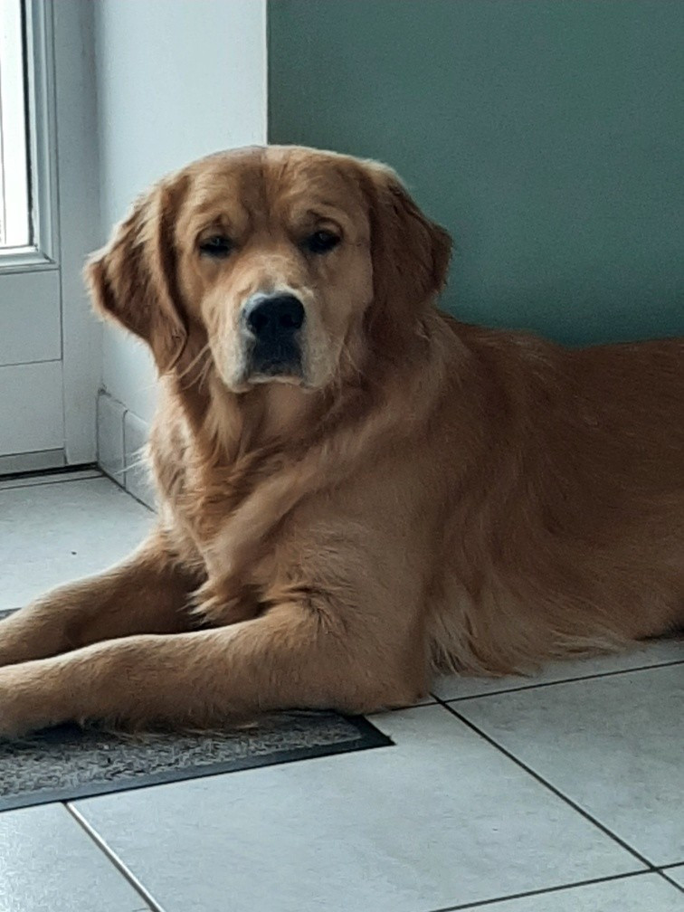 Chiots adulte nés chez nous