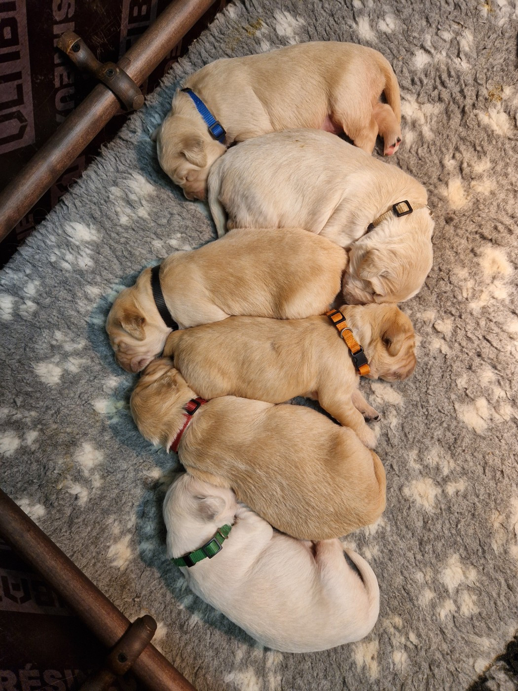 De Rod Avel - Golden Retriever - Portée née le 17/11/2025